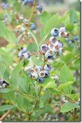 garden-blueberries