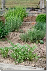 garden-herbs