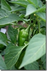 garden-pepper
