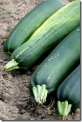 garden-zucchini